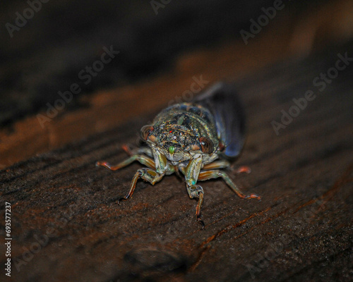 Mirco Cicada