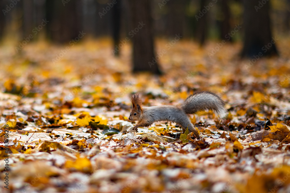 Red squirrel in the autumn forest in its natural habitat . Portrait of a squirrel close up. The forest is full of rich warm colors. Red squirrel in the autumn forest in its natural habitat . Portrait of a squirrel close up. The forest is full of rich warm colors.