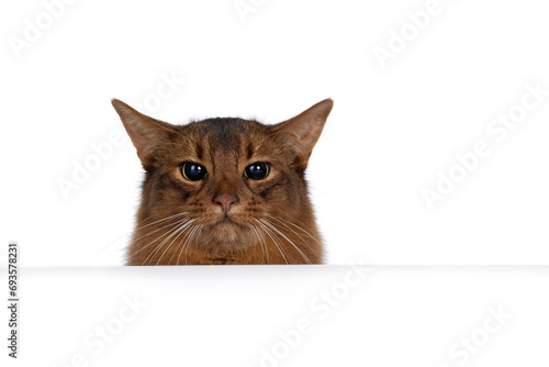 Handsome ruddy Somali cat, hiding behind surface. Looking over egde straight to camera. isolated on white.
