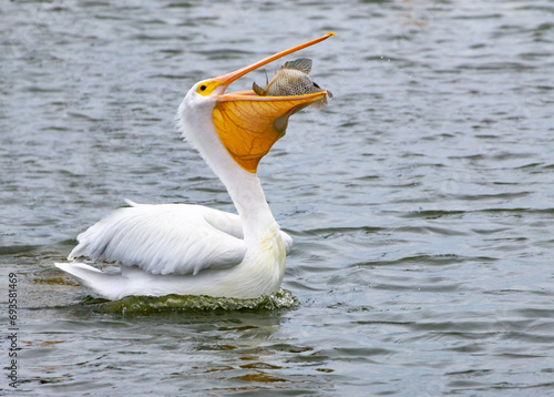 Large white pelican swallowing a big fish in it's basket like beak