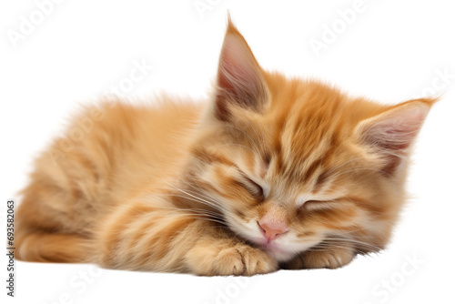 Cat sleeping isolated on white background