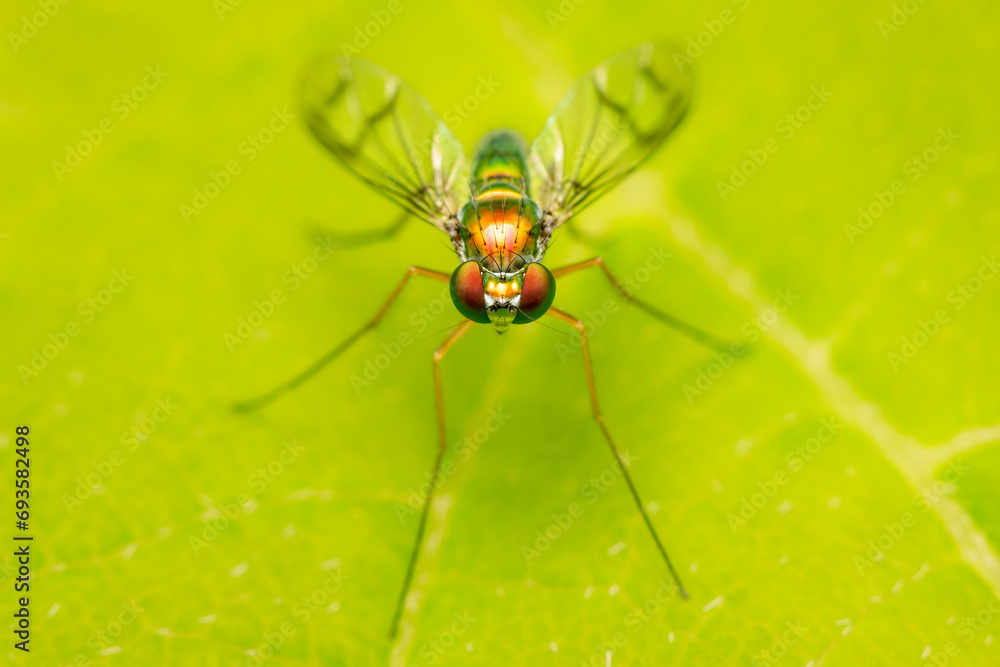 Fototapeta premium small and coloful long legged fly resting on a green leaf with copy space