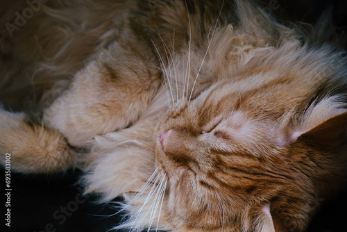 beautiful sleeping ginger cat close up