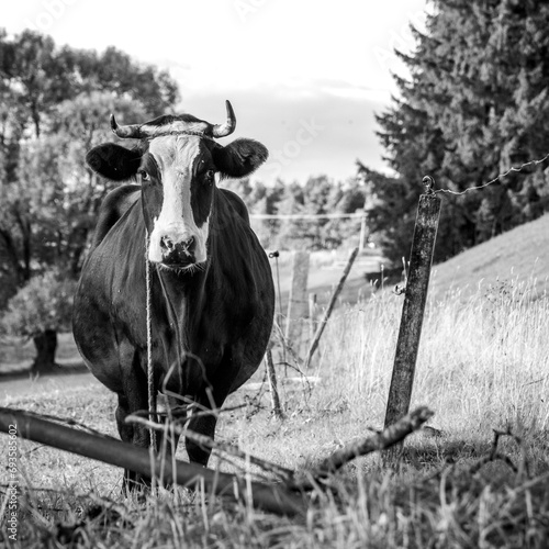 Czarno biała krowa na pastwisku na wsi w czerni i bieli