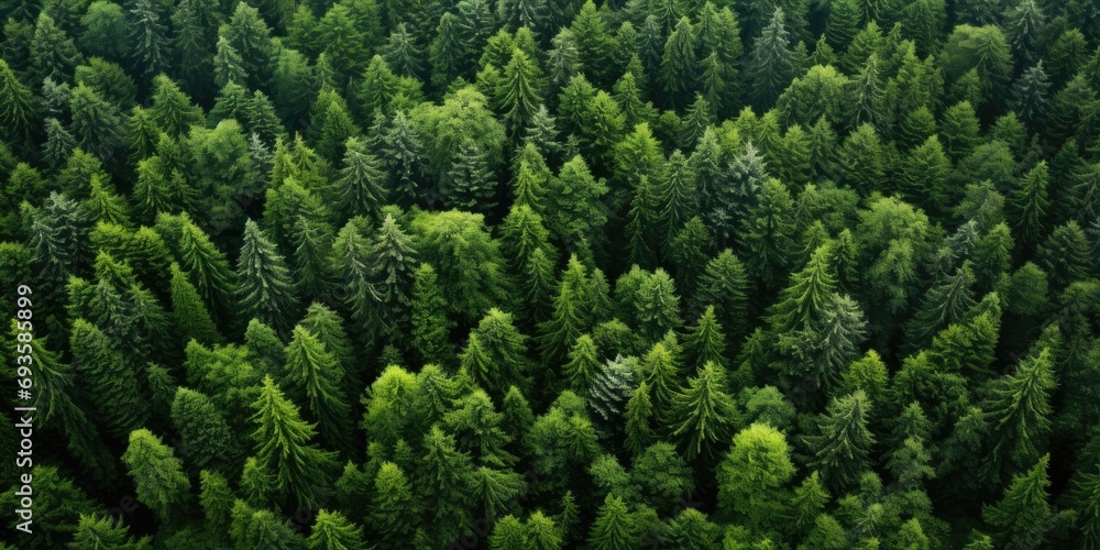 Obraz na płótnie Aerial view of a dense green forest for environmental themes w salonie