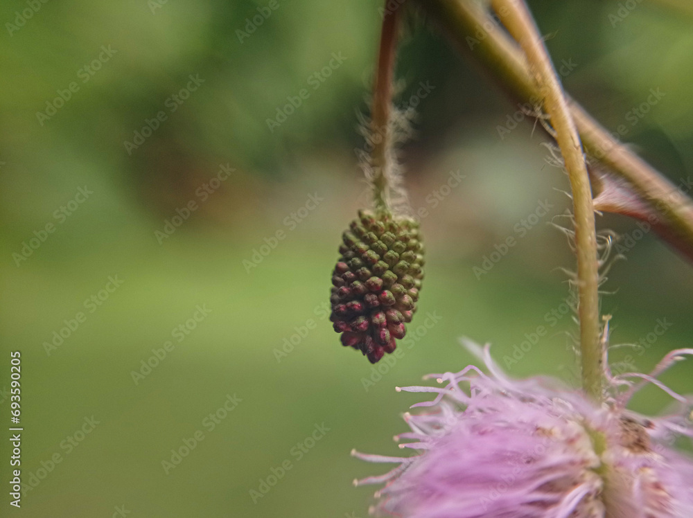 Obraz premium bee on a flower