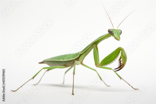 Macro bug invertebrate leg green animal predator wildlife insect nature