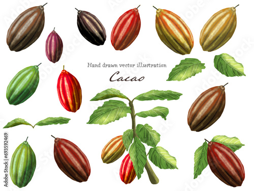 チョコレートの原料カカオの実と葉っぱの素材セット　水彩で描いたカカオ（植物）の素材セット