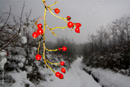 Rosehips in a snow covered forest near Hasznos Castle photo