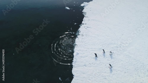 Dive into Antarctic waters with Gentoo penguins. Aerial view captures wild birds plunging from snowy land to icy coastal ocean near glaciers. Experience winter arctic wildlife swim behavior in drone photo