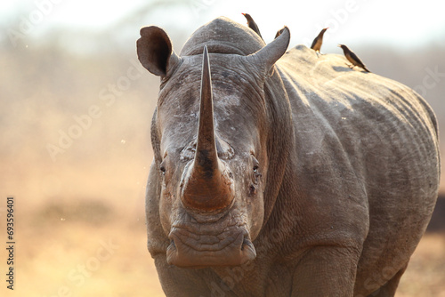 Portrait of a white rhino with its horn photo