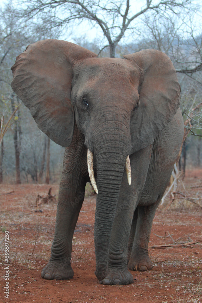 African elephant walking in the bush at dusck