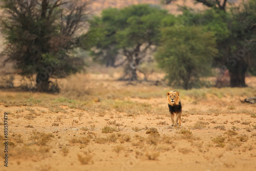 Fototapeta Naklejka Na Ścianę i Meble -  Majestic male lion striding across the Kalahari Desert