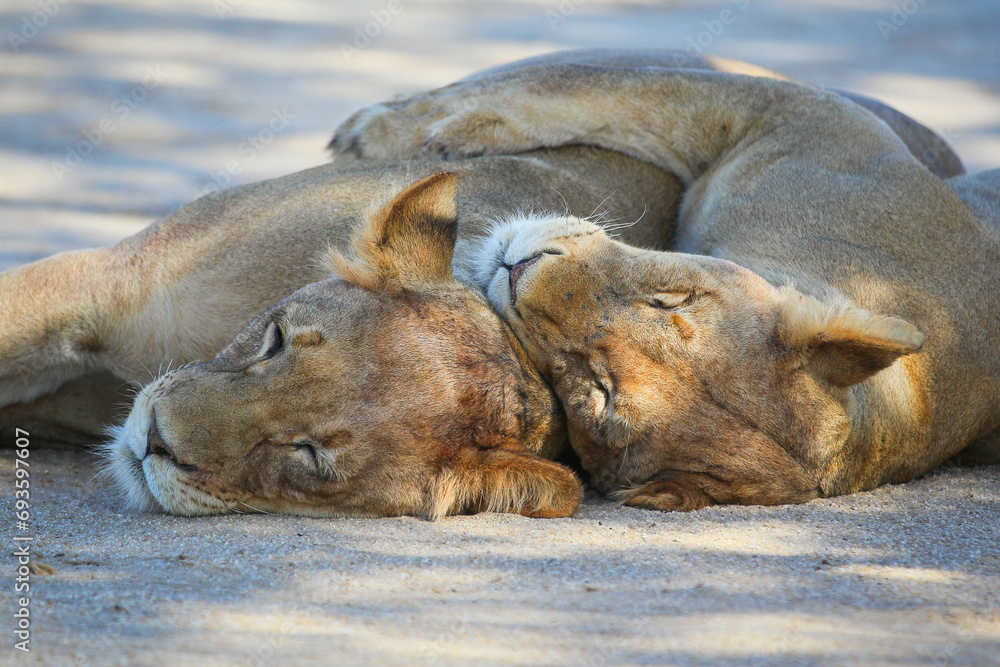 Two lionesses cuddling in shade Two lionesses cuddling in shade