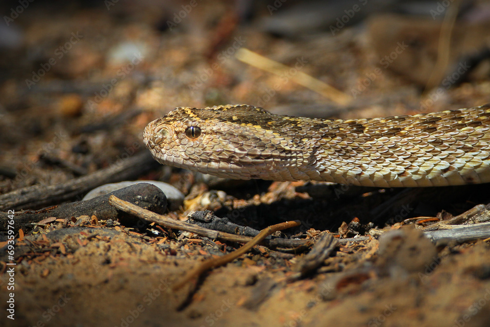 Puff adder blending into its desert environment Puff adder blending into its desert environment