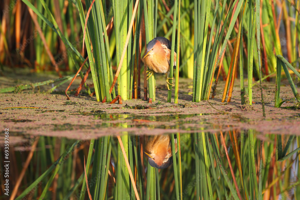 Little bittern holding onto reeds with its feet - obrazy, fototapety, plakaty 
