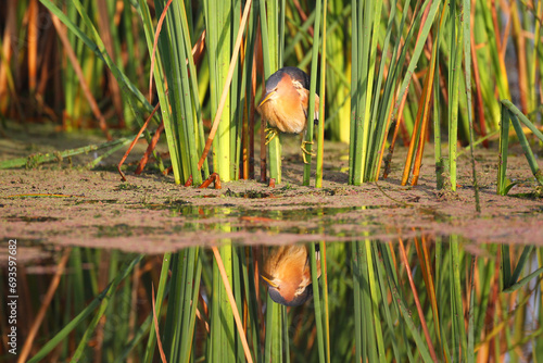 Little bittern holding onto reeds with its feet photo
