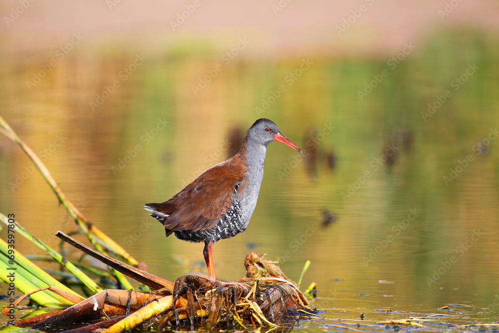 African rail standing on flat reeds in wetland African rail standing on flat reeds in wetland