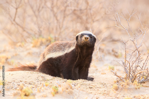 Dangerous honey badger in the Kalahari Desert