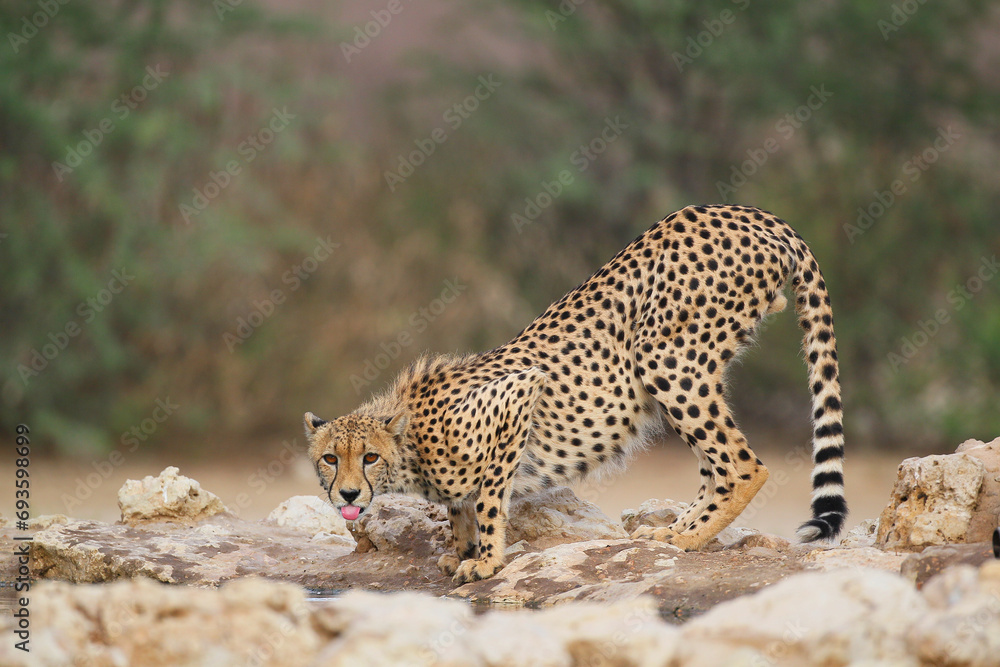 Fototapeta premium Cheetah drinking water in the northern Kalahari Desert