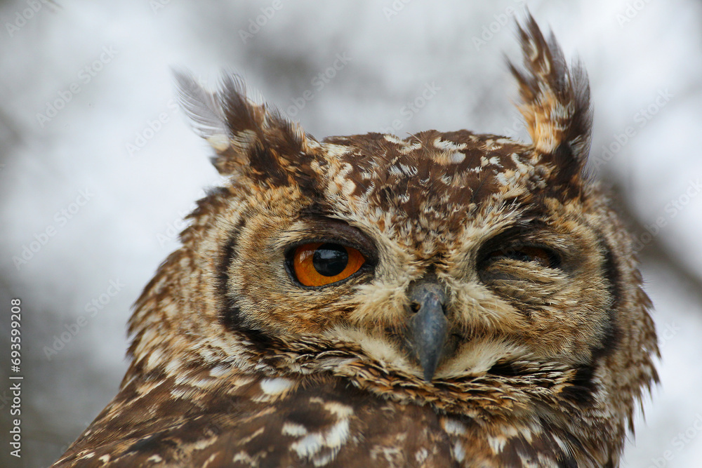 Spotted eagle-owl winking in the later afternoon Spotted eagle-owl winking in the later afternoon
