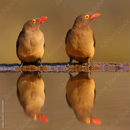 Foto Two red-billed oxpecker birds looking in the same direction with reflection in p