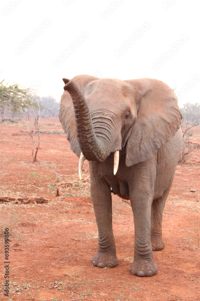 Fototapeta premium Large curious elephant with red sand