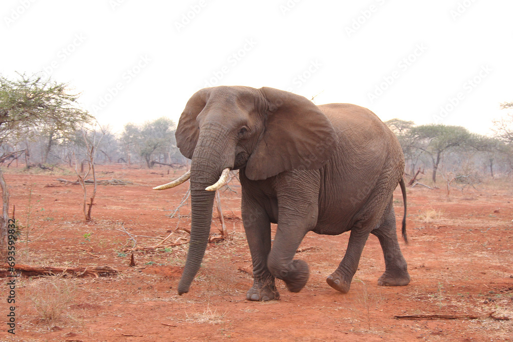 Elephant walking on red sand