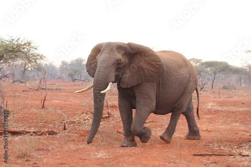 Elephant walking on red sand