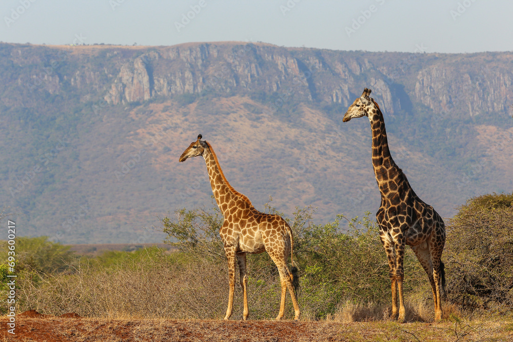 Obraz premium Two giraffe standing together with mountains in the background