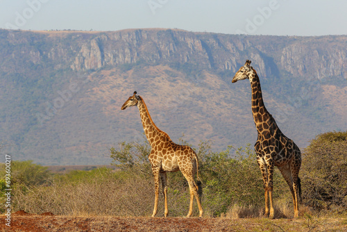 Two giraffe standing together with mountains in the background
