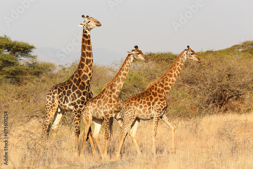 Three giraffe standing together in profile