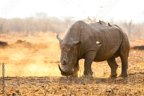 Endangered white rhino on red sand at sunset