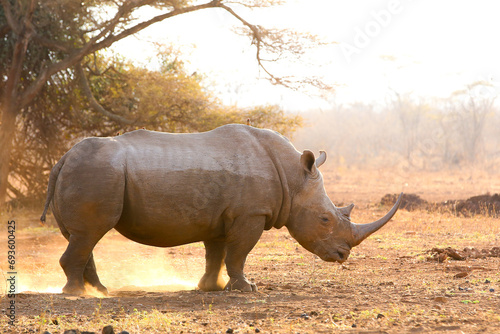 Endangered white rhino on red sand at sunset