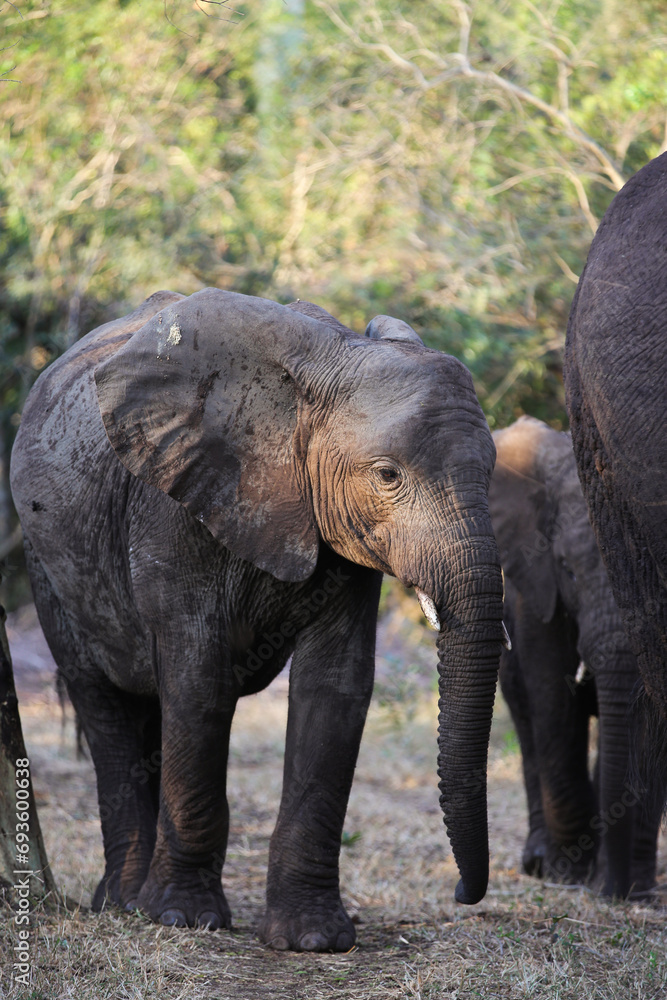 Fototapeta premium Young elephant entertaining itself in a fever tree forest