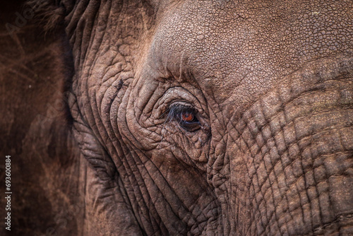Portrait of an elephant face with texture