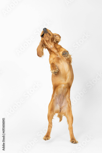 Adorable purebred dog, English cocker spaniel standing on hind legs and playing isolated on white background. Concept of domestic animals, pet care, vet, action and motion, friend. Copy space for ad