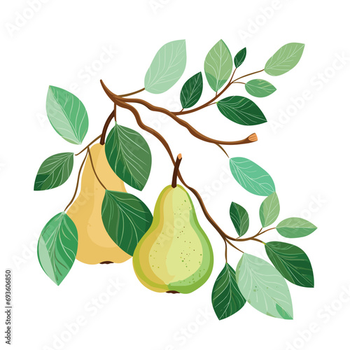 Branch of pear tree. Flat vector illustration photo