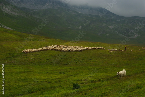 In the foreground an Abruzzo sheepdog and in the background a flock of sheep and its shepherd