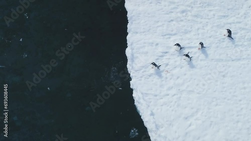 Gentoo penguins dive into Antarctic waters. Wild birds plunging from snowy land to ice coastal ocean near glaciers. Experience winter arctic wildlife swim behavior in drone footage
