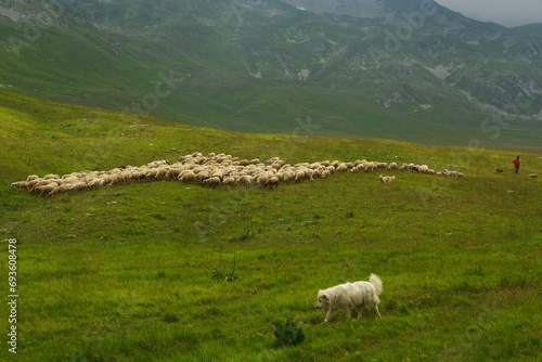 In the foreground an Abruzzo sheepdog and in the background a flock of sheep and its shepherd