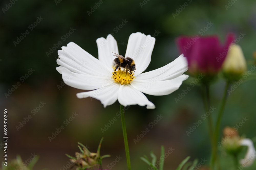 honey bee collecting nectar on a white cosmea flower in closeup in the garden honey bee collecting nectar on a white cosmea flower in closeup in the garden