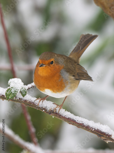 Robin in the snow