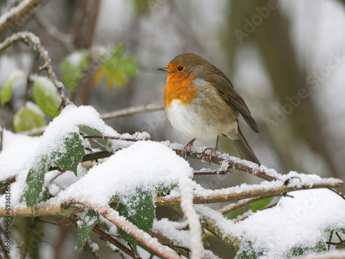 Robin in the snow