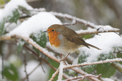Robin in the snow