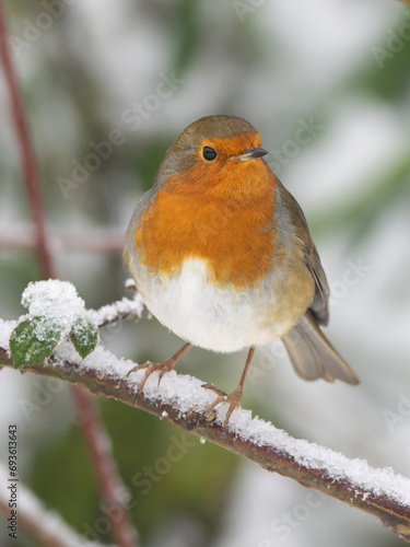 Robin in the snow