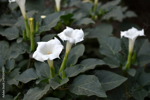 A large white datura flower with green leaves. Large white flowers.