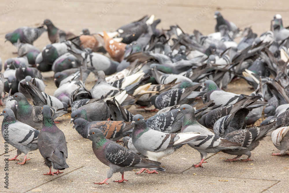 Pigeon infestation in the city center; Large groups of city pigeons gather to eat bird seed that has been spread out Pigeon infestation in the city center; Large groups of city pigeons gather to eat bird seed that has been spread out