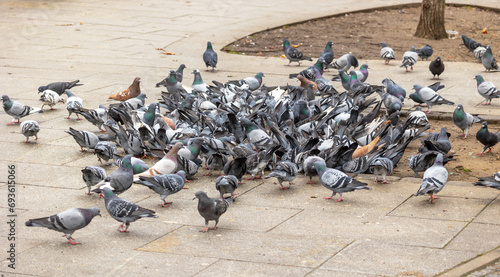 Pigeon infestation in the city center; Large groups of city pigeons gather to eat bird seed that has been spread out