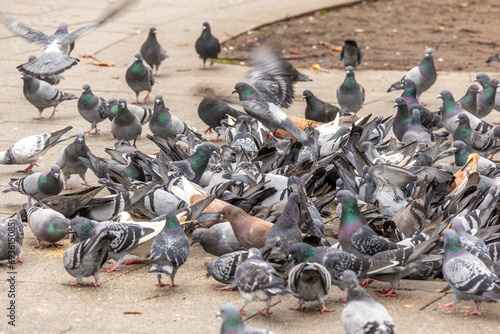 Φωτογραφία Pigeon infestation in the city center; Large groups of city pigeons gather to ea